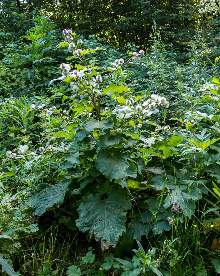 Arctium nemorosum / Bardana selvatica